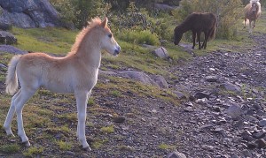 Horses 2013 Grayson Highlands